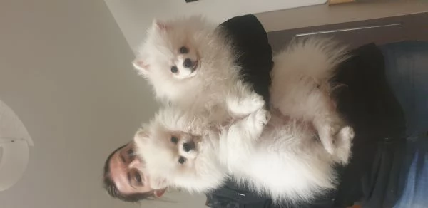 Pomerania nano  | Foto 3