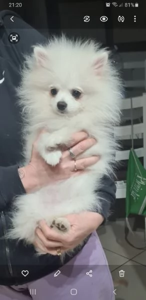 Pomerania nano  | Foto 2