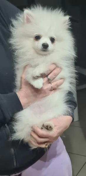 Pomerania nano  | Foto 1