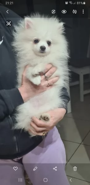 Pomerania nano  | Foto 0