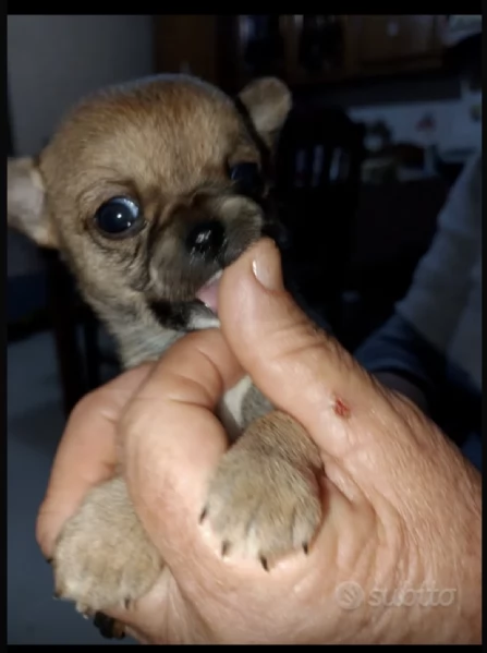 Chihuahua originali  | Foto 4
