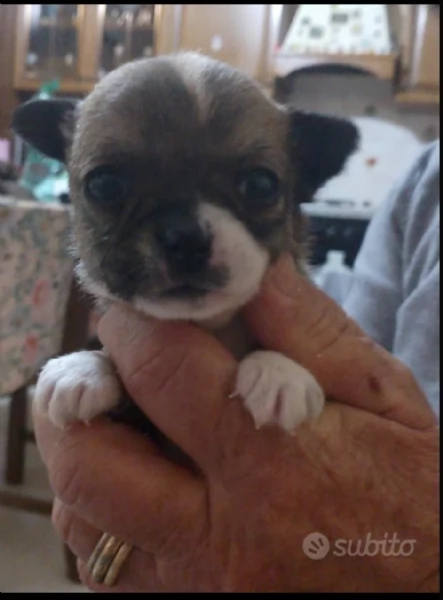 Chihuahua originali  | Foto 3
