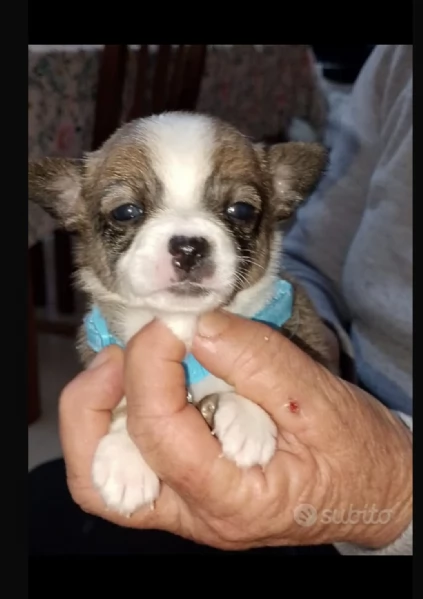 Chihuahua originali  | Foto 2