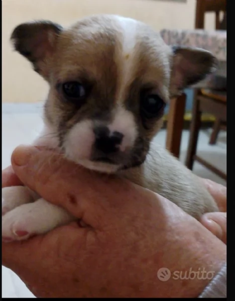 Chihuahua originali  | Foto 1