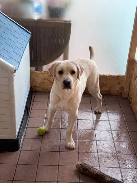 labrador puro  | Foto 3