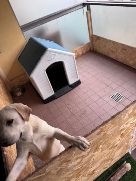 labrador puro  | Foto 2