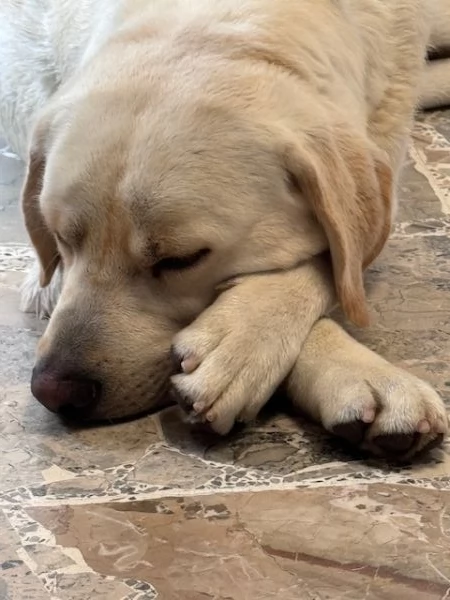 labrador puro  | Foto 1