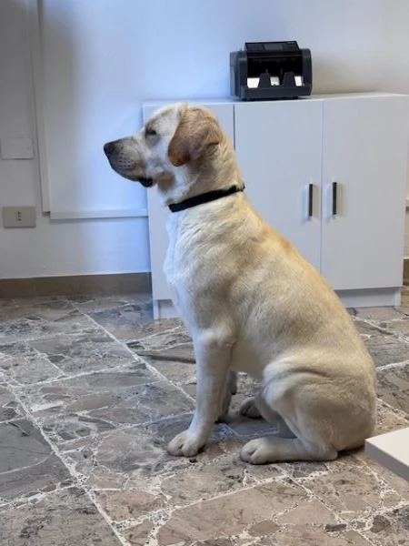 labrador puro  | Foto 0