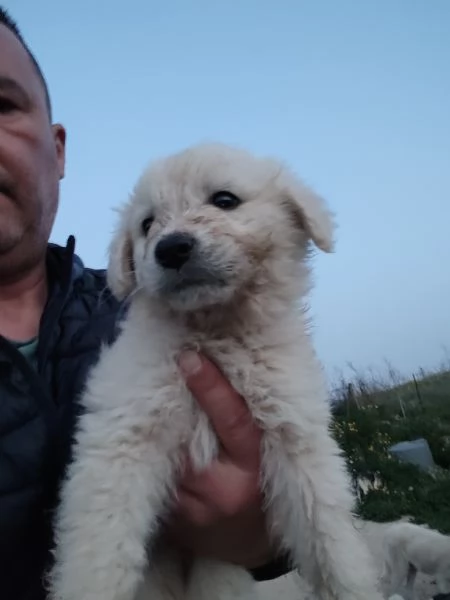 Pastore maremmano  | Foto 1