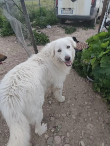 Pastore maremmano  | Foto 0