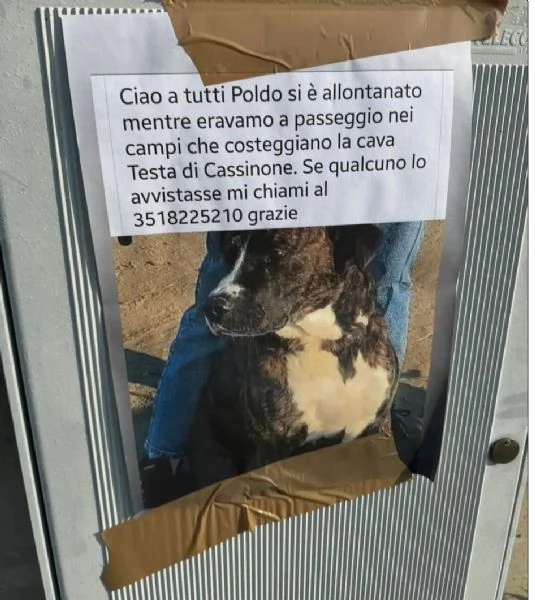 SMARRITO CANE TAGLIA GRANDE POLDO. | Foto 1