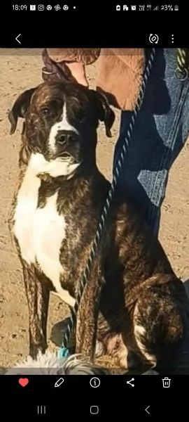 SMARRITO CANE TAGLIA GRANDE POLDO.