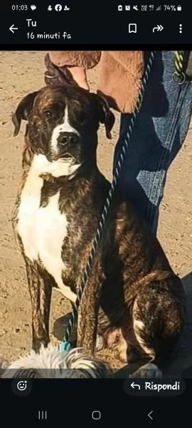 SMARRITO CAGNOLONE TAGLIA GRANDE MASCHIO