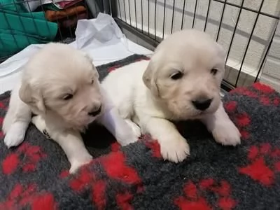 Cuccioli di Golden retriever 