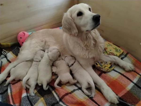 Cuccioli di Golden retriever  | Foto 0