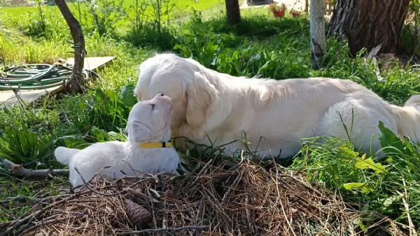 Cuccioli di golden retriever inglesi  | Foto 0