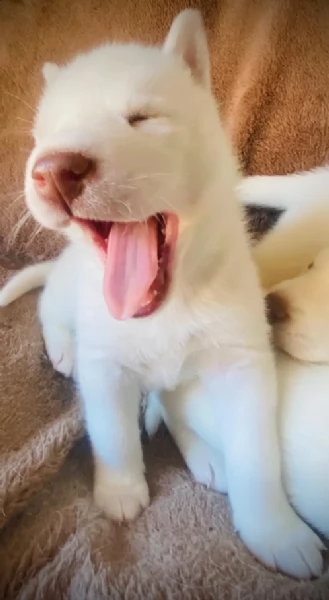 Cuccioli SIBERIAN HUSKY stupendi