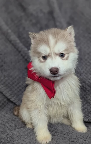 CUCCIOLI DI SIBERIAN HUSKY ALLEVATI CON AMORE per adozione