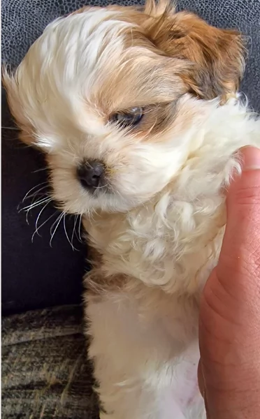Cuccioli Shihtzu in adozione, maschi e femmine | Foto 0
