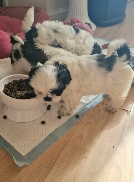 Cuccioli Shihtzu in adozione maschi e femmine