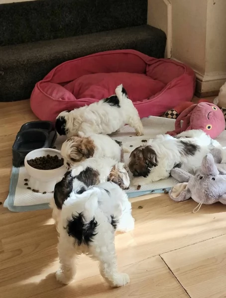 Cuccioli Shihtzu in adozione maschi e femmine | Foto 2