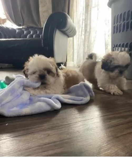 Cuccioli Shihtzu in adozione maschi e femmine | Foto 1