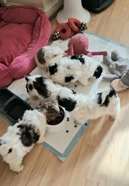 Cuccioli Shihtzu in adozione maschi e femmine | Foto 3