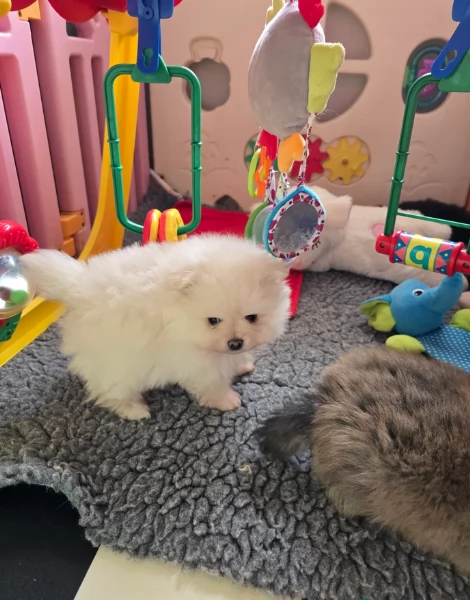 Pomerania ALLEVATI CON AMORE per adozione | Foto 5