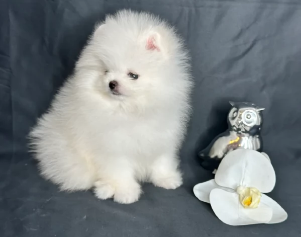 Pomerania ALLEVATI CON AMORE per adozione | Foto 2