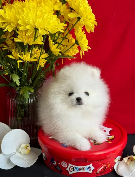 Pomerania ALLEVATI CON AMORE per adozione | Foto 1