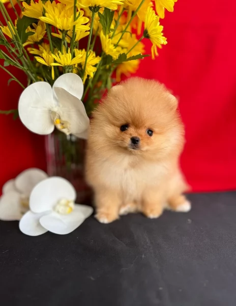 Pomerania ALLEVATI CON AMORE per adozione