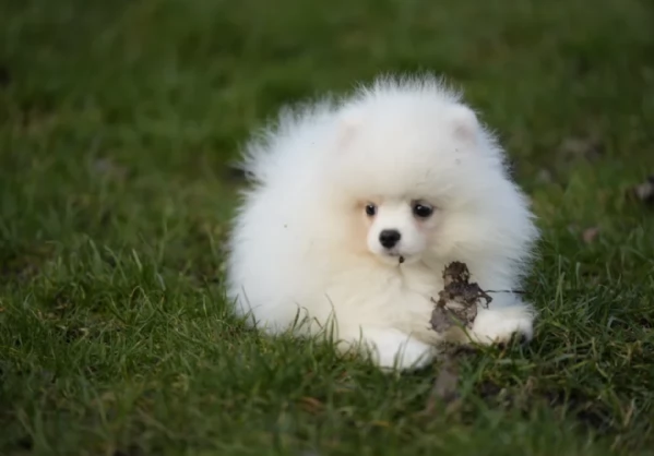 Pomerania ALLEVATI CON AMORE per adozione | Foto 2