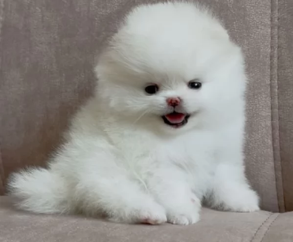 Pomerania ALLEVATI CON AMORE per adozione | Foto 1