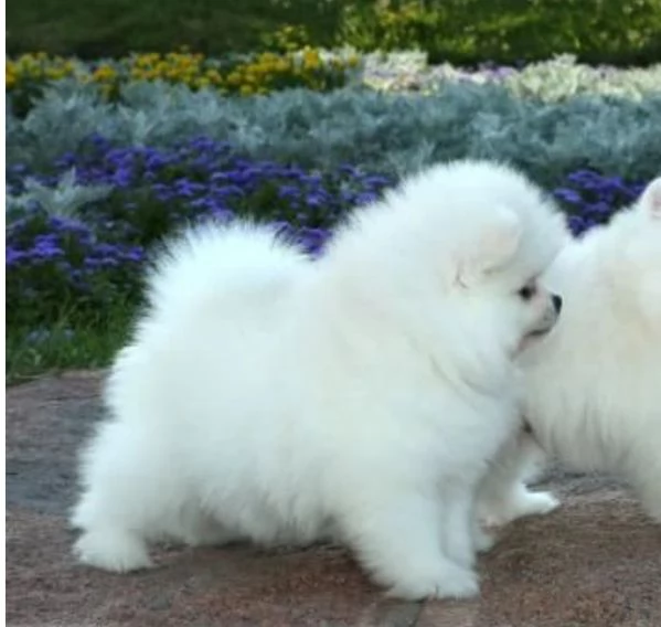 Pomerania ALLEVATI CON AMORE per adozione | Foto 2