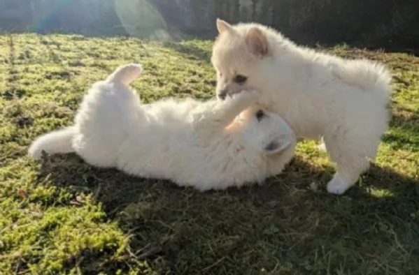 Pomerania ALLEVATI CON AMORE per adozione | Foto 1