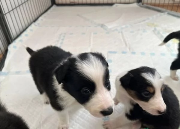 disponibili cuccioli di border collie femmine e maschi  | Foto 1