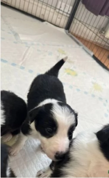 disponibili cuccioli di border collie femmine e maschi  | Foto 0