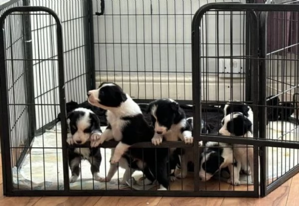 disponibili cuccioli di border collie femmine e maschi 