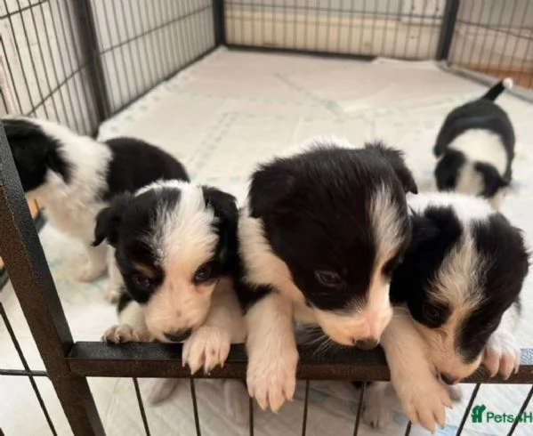 disponibili cuccioli di border collie femmine e maschi 