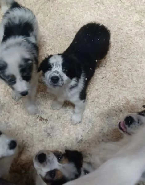 disponibili cuccioli di border collie femmine e maschi 