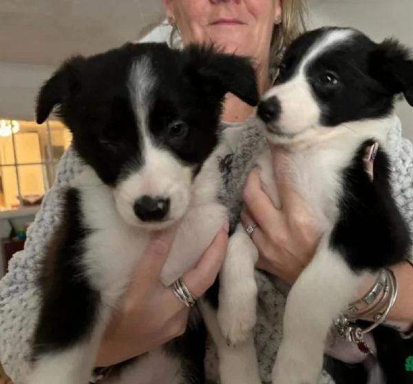 disponibili cuccioli di border collie femmine e maschi 