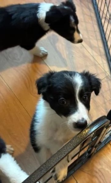 disponibili cuccioli di border collie femmine e maschi  | Foto 0