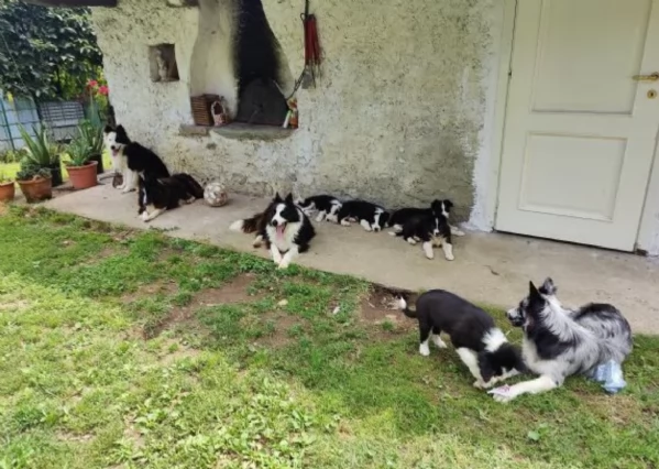 disponibili cuccioli di border collie femmine e maschi 