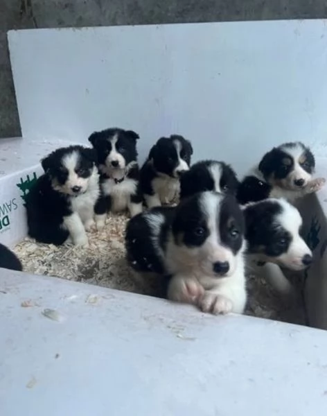 disponibili cuccioli di border collie femmine e maschi 