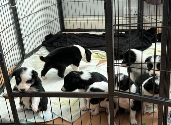 disponibili cuccioli di border collie femmine e maschi 