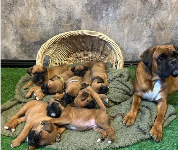CUCCIOLI DI BOXER ALLEVATI CON AMORE per adozione