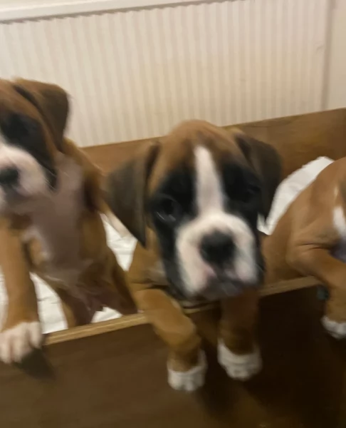 CUCCIOLI DI BOXER ALLEVATI CON AMORE per adozione | Foto 1