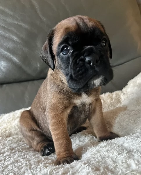 CUCCIOLI DI BOXER ALLEVATI CON AMORE per adozione | Foto 2
