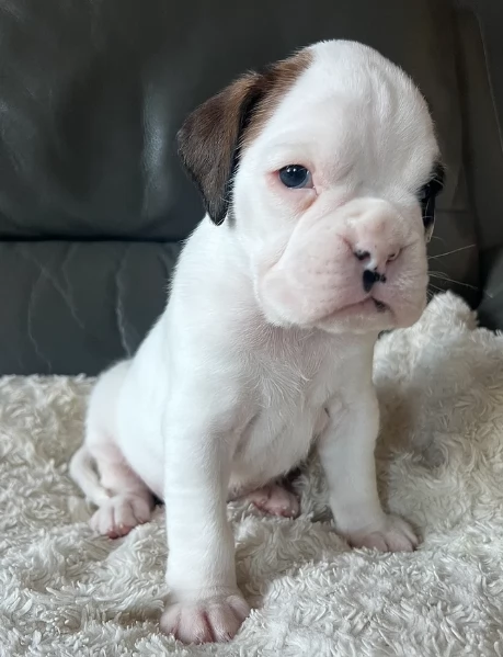 CUCCIOLI DI BOXER ALLEVATI CON AMORE per adozione | Foto 0