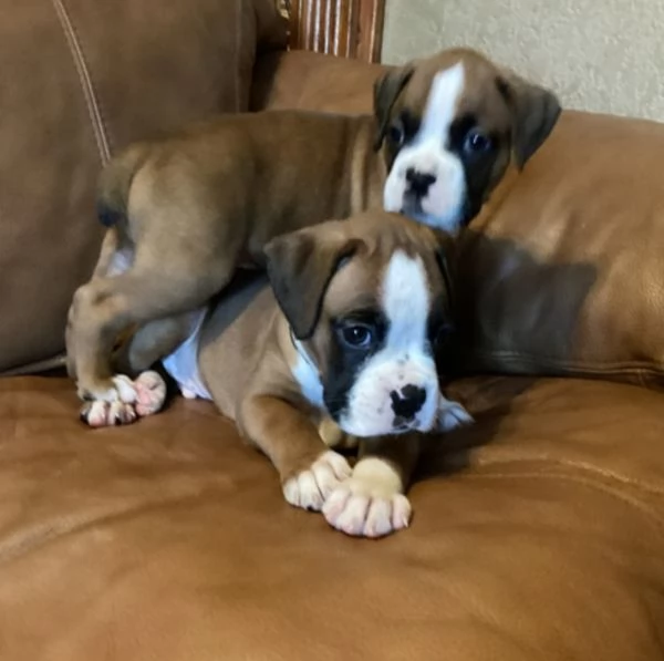 CUCCIOLI DI BOXER ALLEVATI CON AMORE per adozione | Foto 2